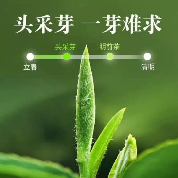 信阳毛尖一级一芽一叶/二级一芽两叶，礼盒装散装都有