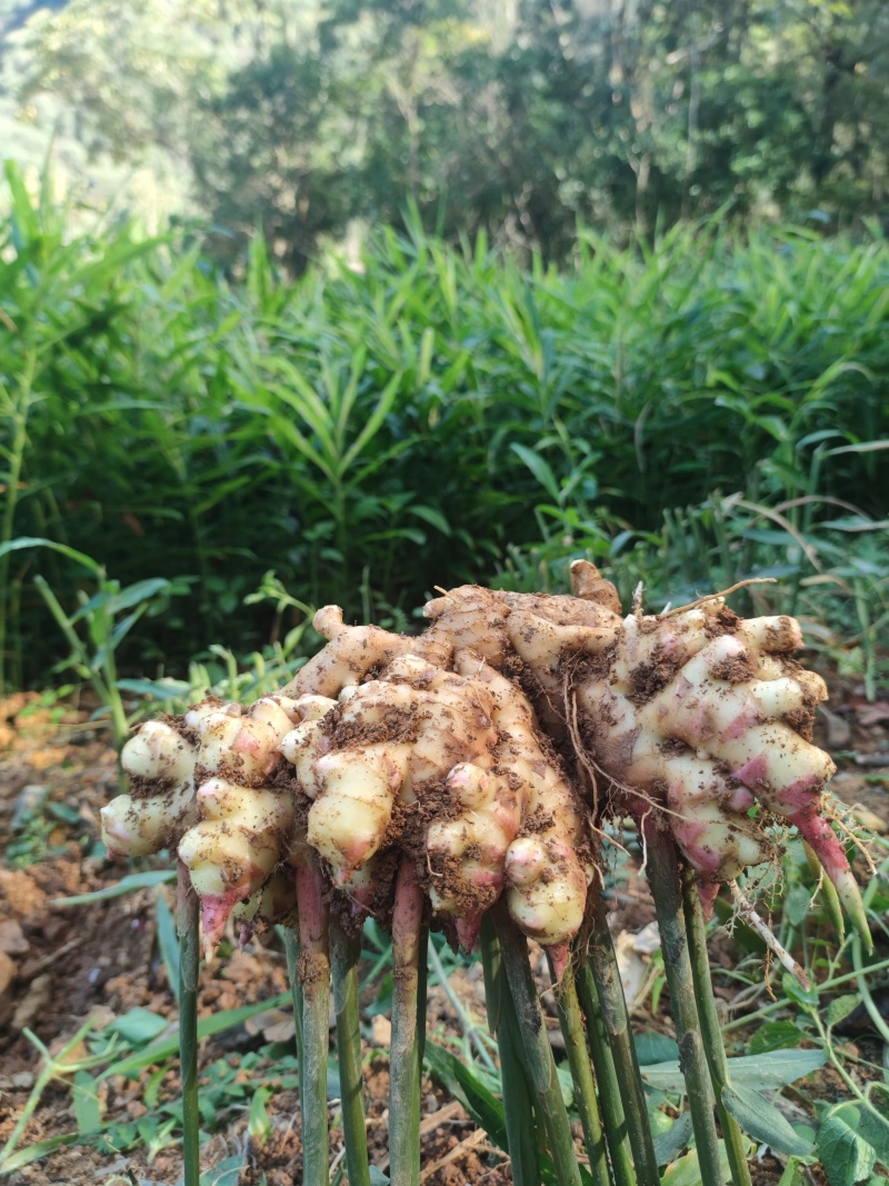 生姜大块姜，好品相，
