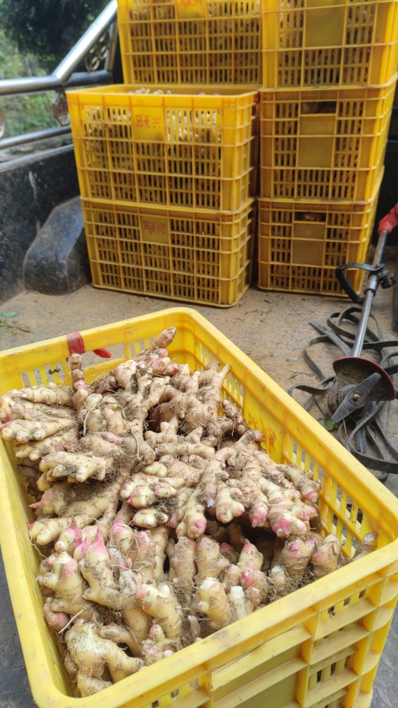 生姜大块姜，好品相，