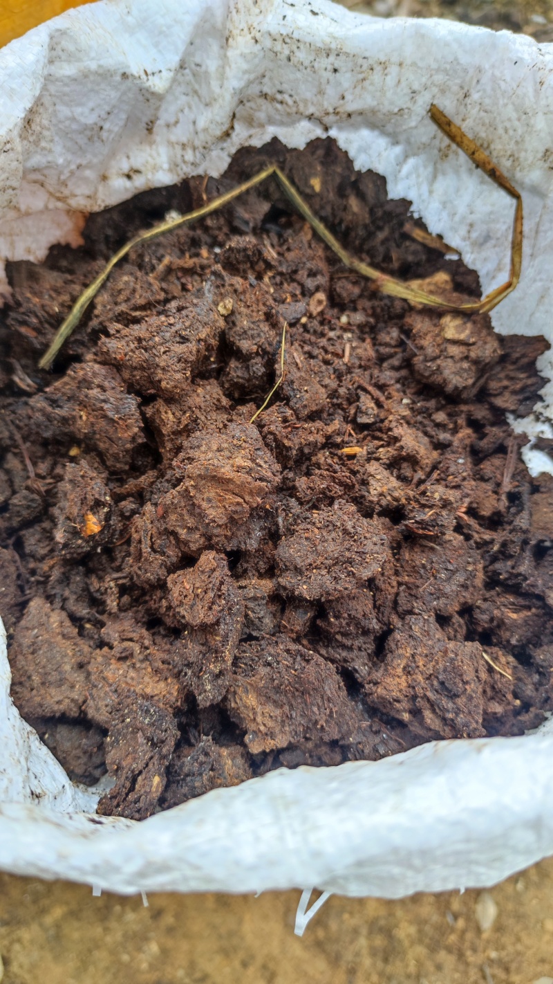 生姜大块姜，好品相，