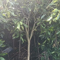 桂花树