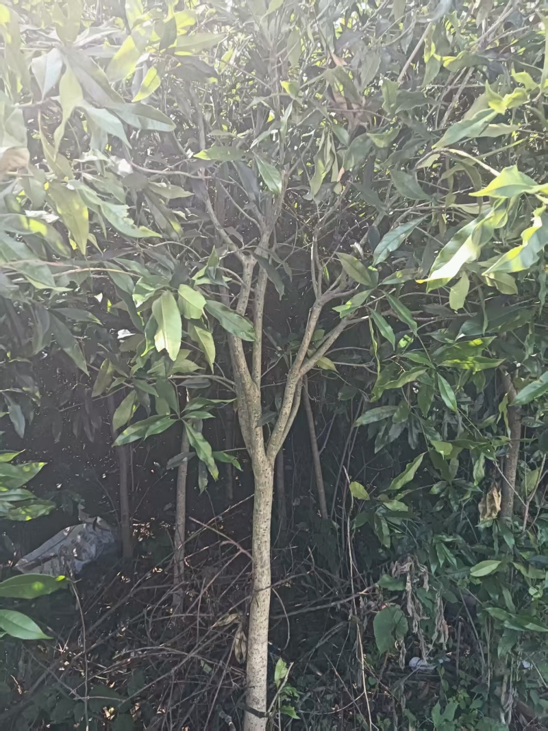 桂花树