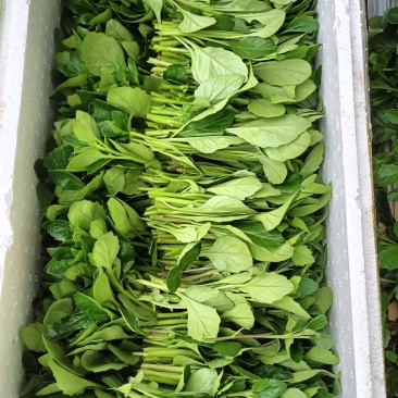 白凤菜（片仔癀草）新鲜采摘，顶端18公分左右