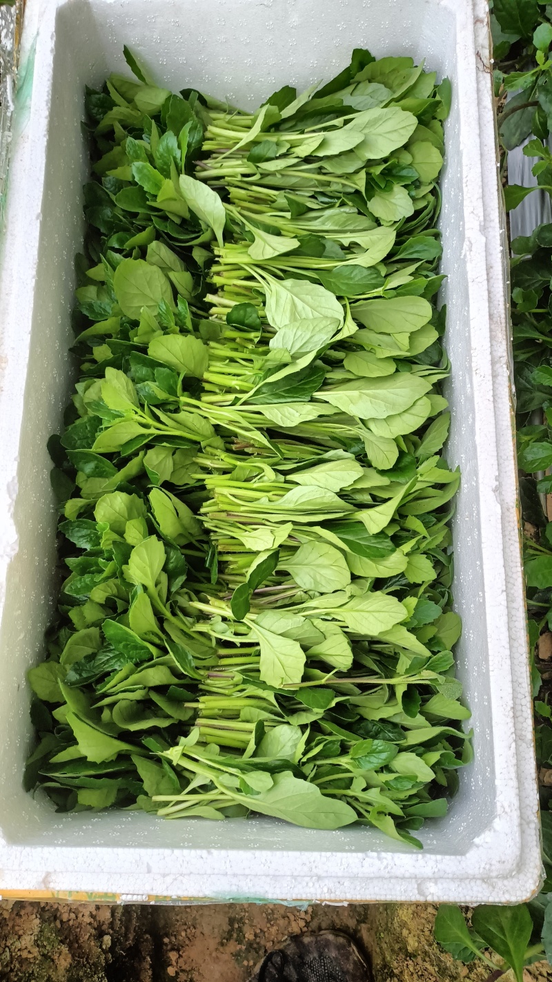 白凤菜（片仔癀草）新鲜采摘，顶端18公分左右