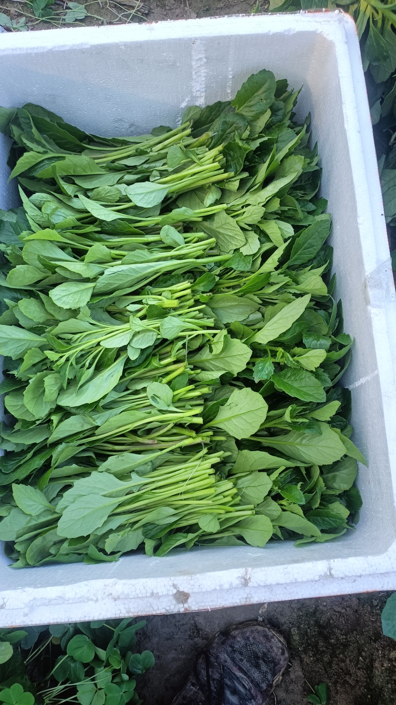 白凤菜（片仔癀草）新鲜采摘，顶端18公分左右