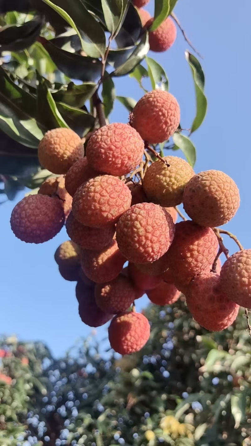 白糖罂荔枝中等大小，品相很好，散客泡沫箱包装，批发箱装走