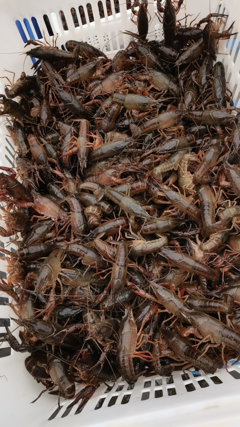 龙虾4钱到6钱