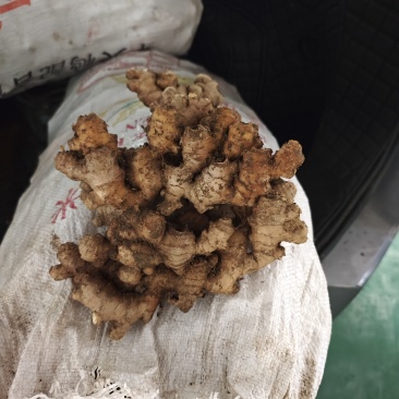 小黄姜中等