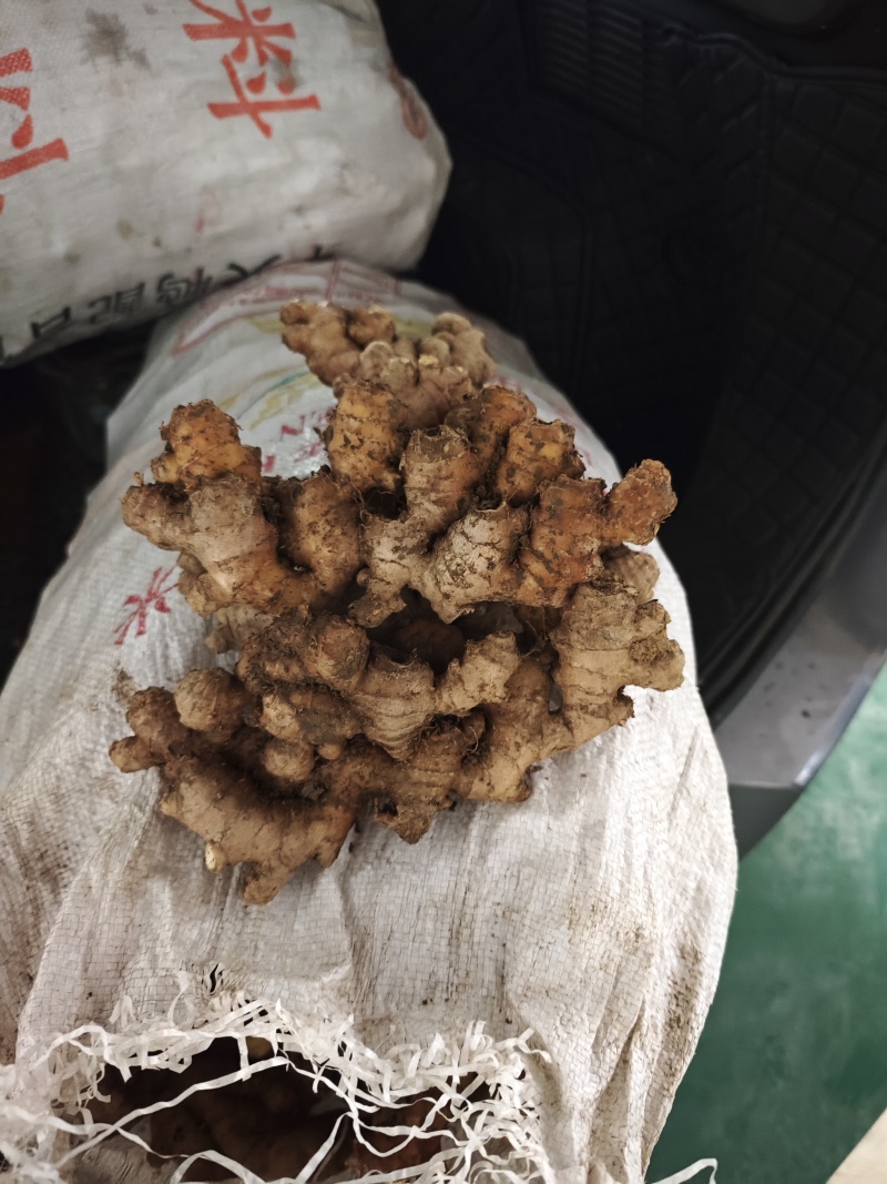 小黄姜中等