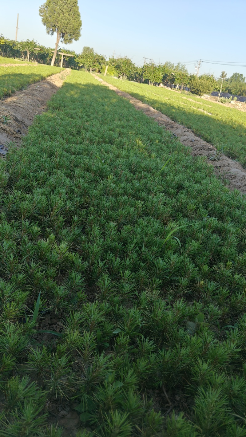 白皮松3年苗，营养袋，20公分高