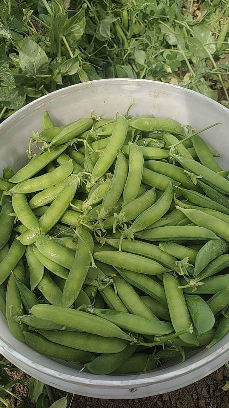 豌豆中豌九号