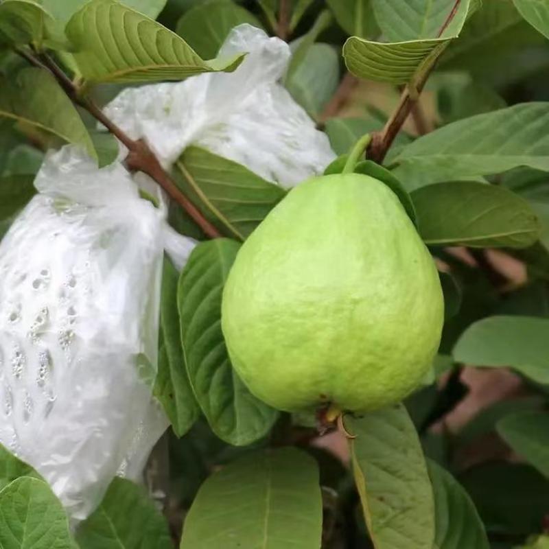 番石榴红心精品品质保证服务周到产地直发价格美丽