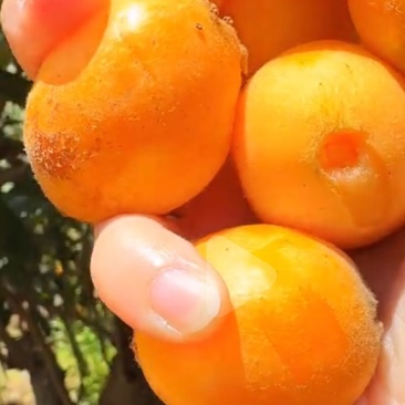 活鸡
