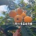 活鸡