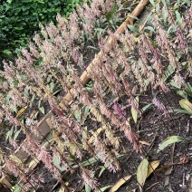 毛慈菇纯野生鲜货