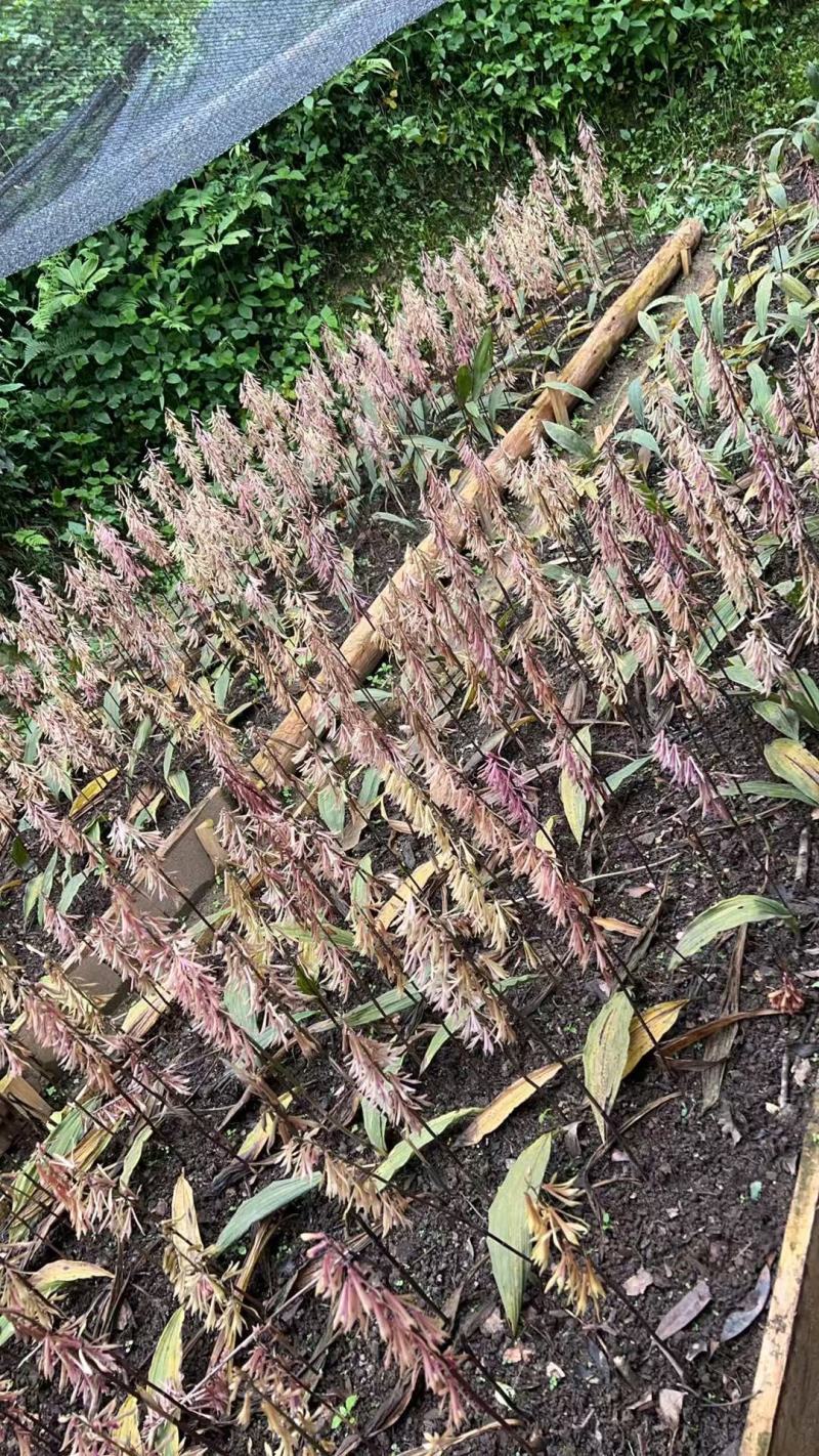 毛慈菇纯野生鲜货