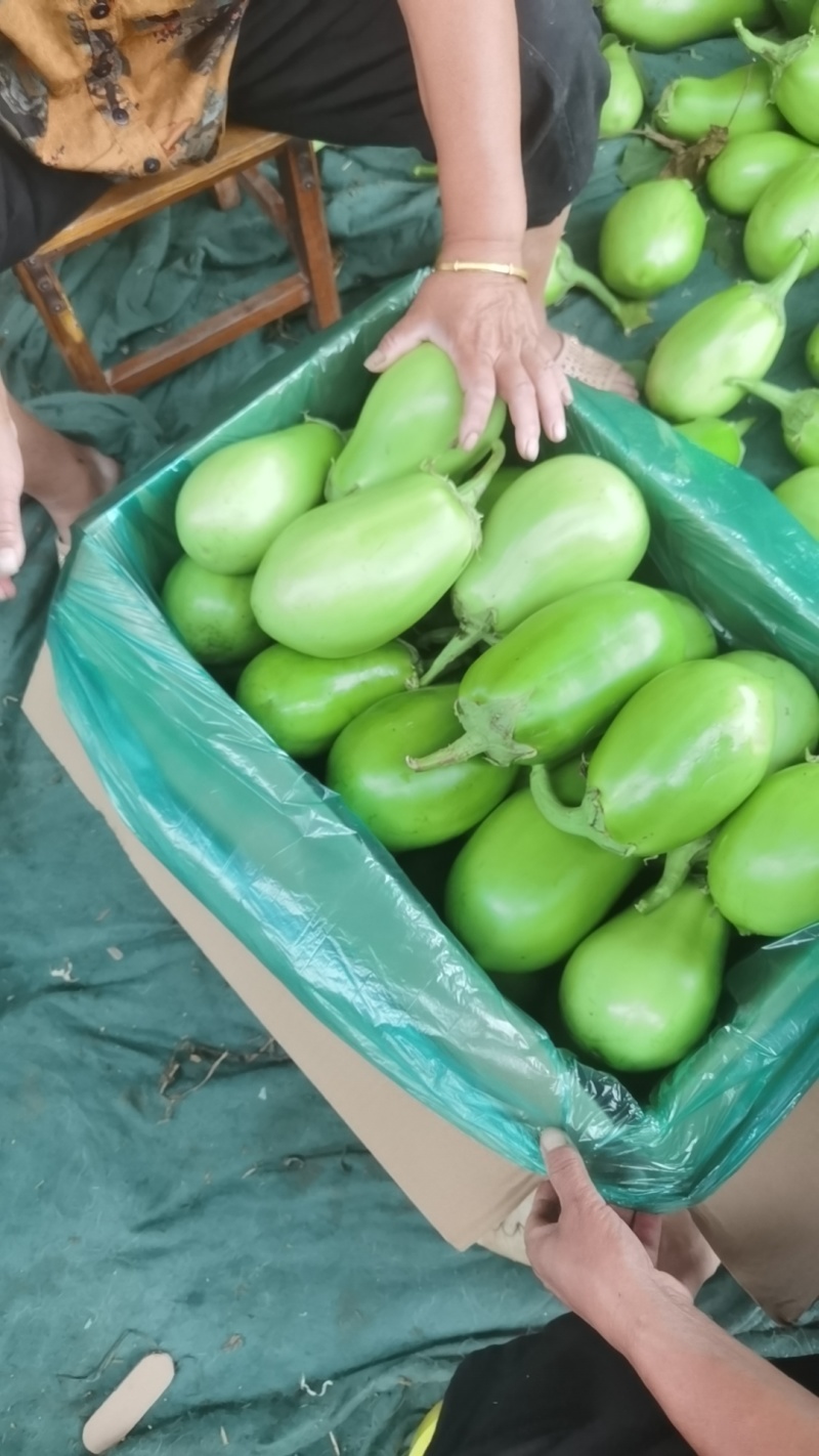 青茄8两至1斤