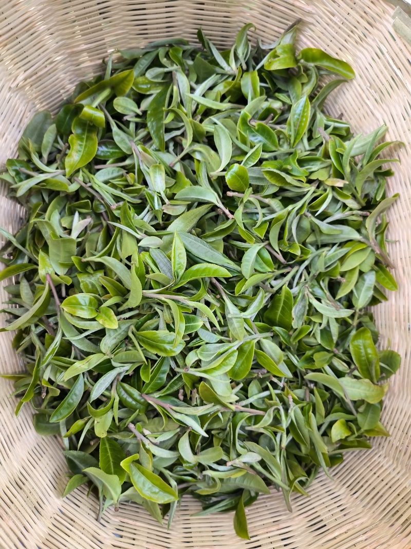普洱茶散茶，10KG/箱