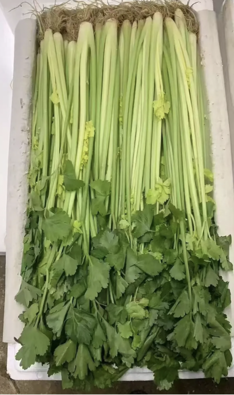 香芹长度50-65cm，粗细都有，不洗的纸箱装，洗好的泡