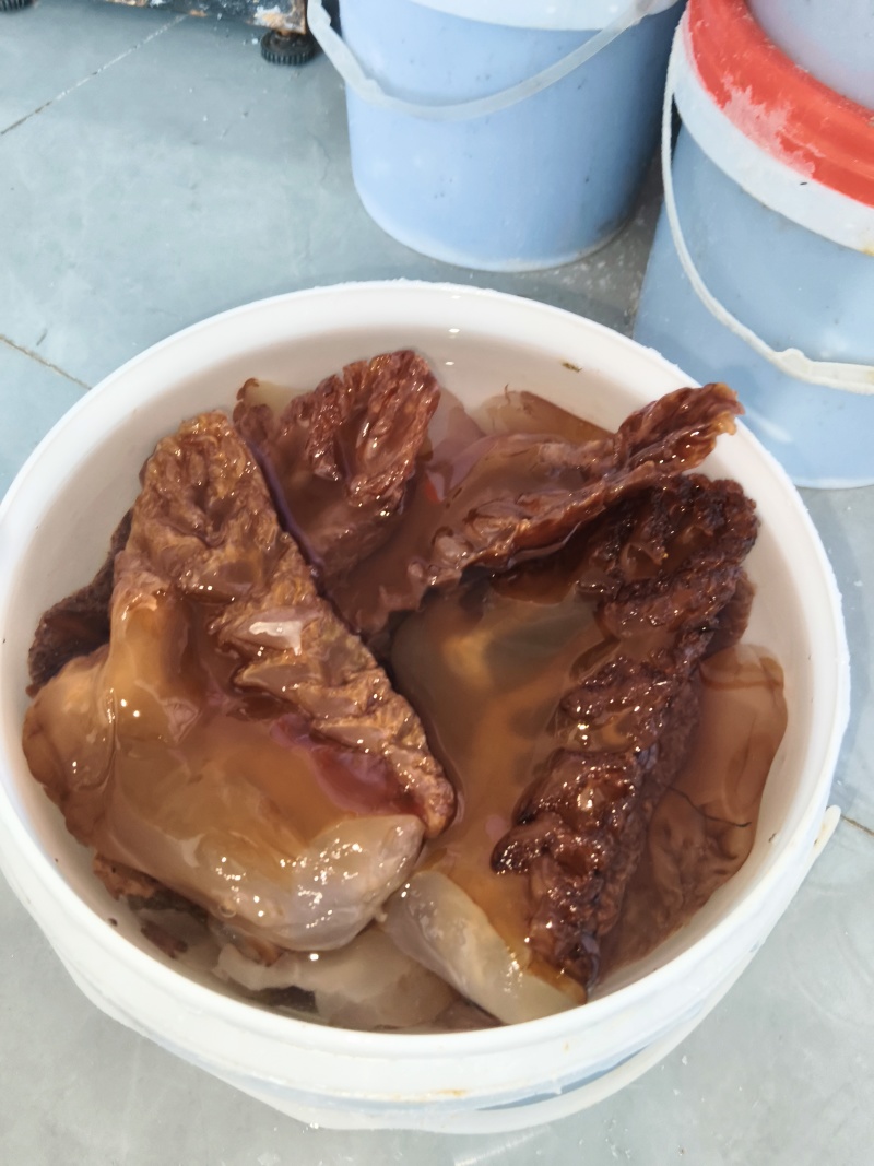 海蜇即食袋装420g/即食罐装480g/海蜇珊瑚丝桶装1