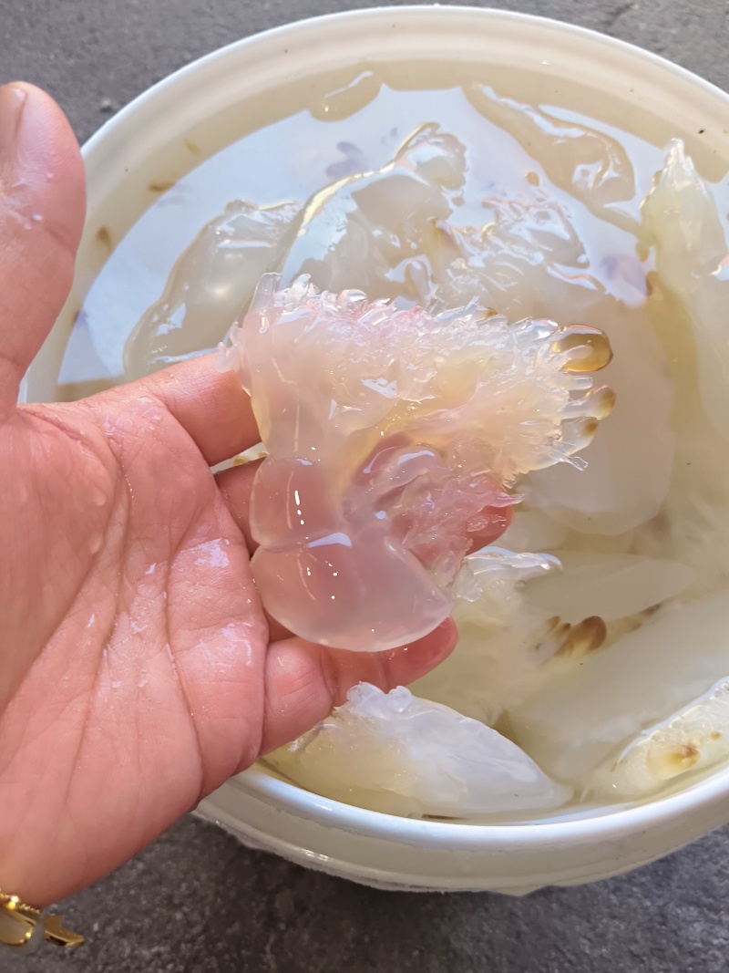 海蜇即食袋装420g/即食罐装480g/海蜇珊瑚丝桶装1