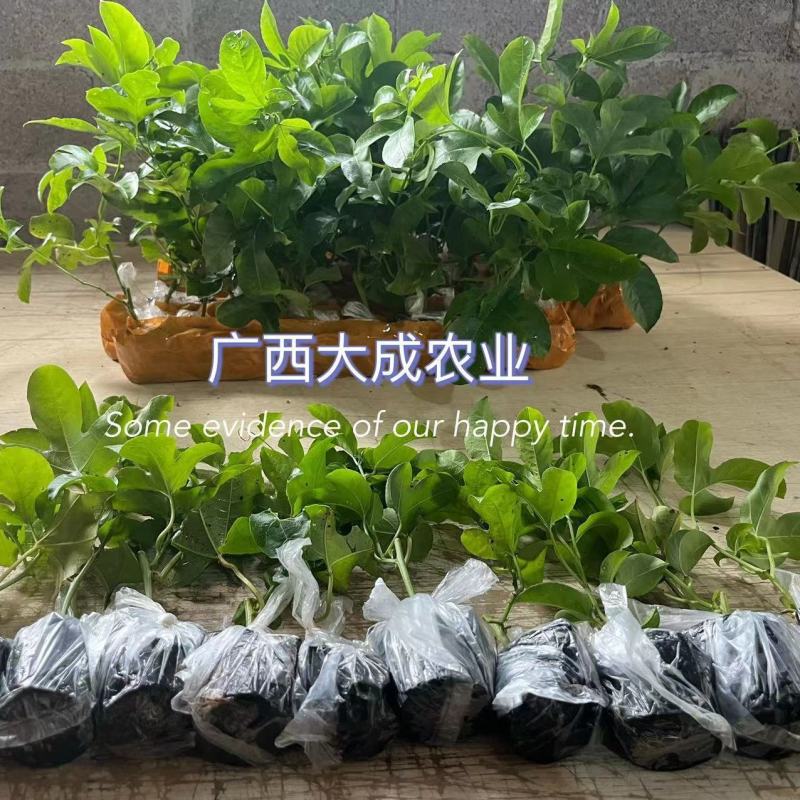 黄金百香果苗嫁接苗，黄金/台农两个品种