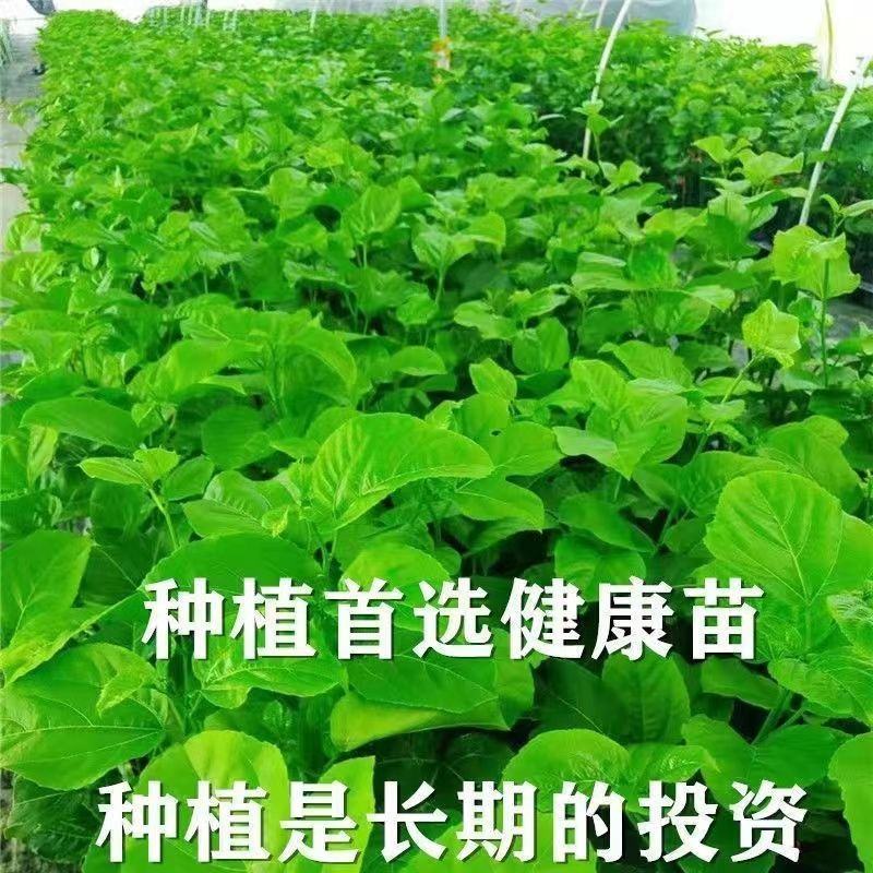 黄金百香果苗嫁接苗，黄金/台农两个品种