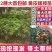 黄皮果苗按规格定价，越大越贵
