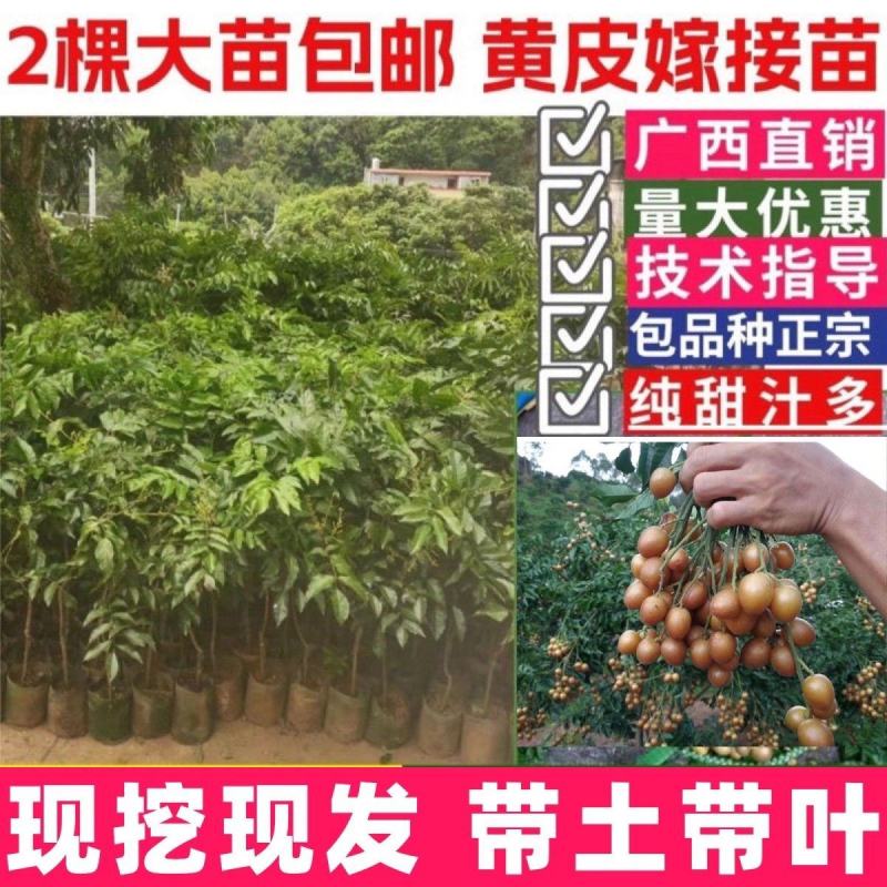 黄皮果苗按规格定价，越大越贵