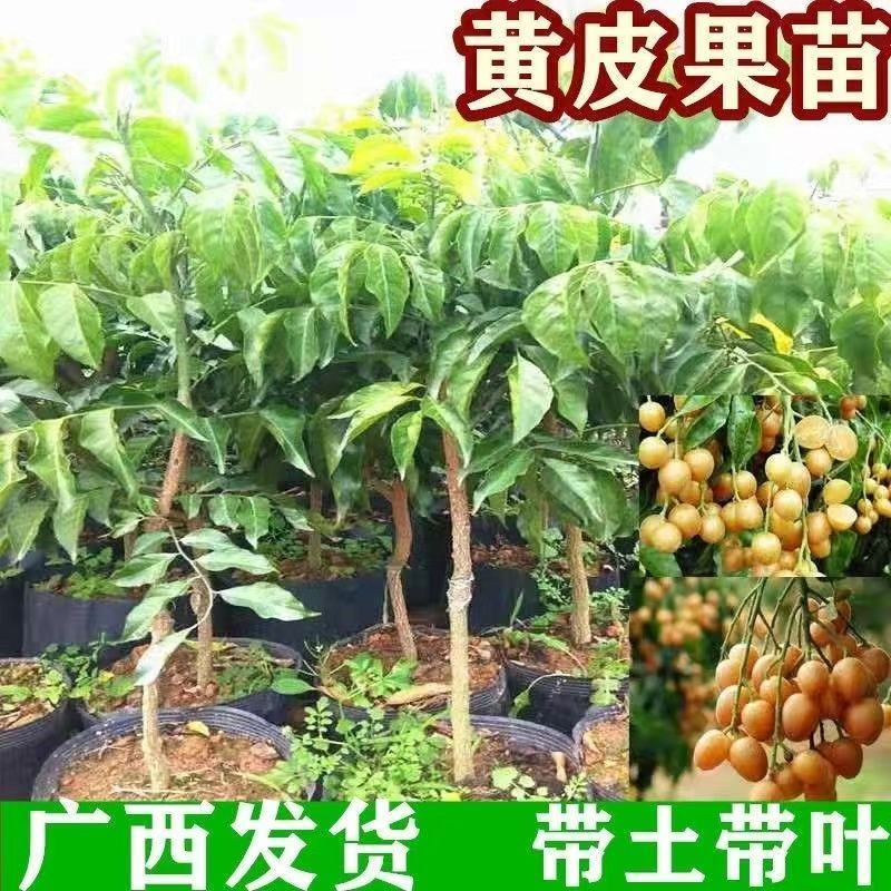 黄皮果苗按规格定价，越大越贵