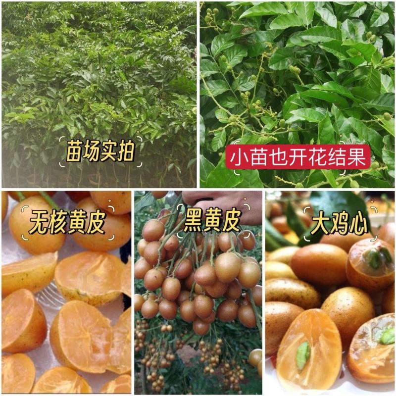 黄皮果苗按规格定价，越大越贵