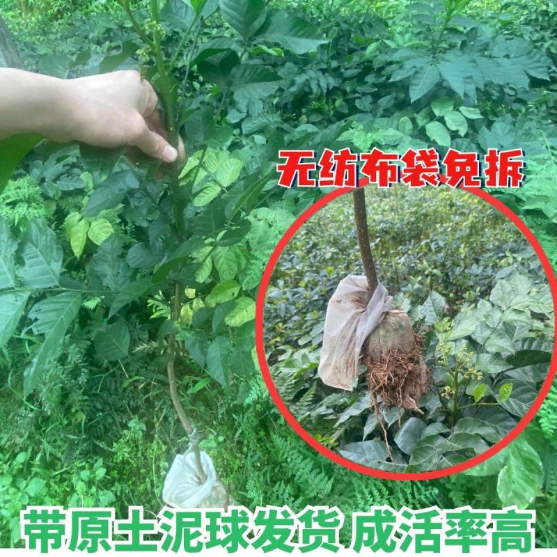 黄皮果苗按规格定价，越大越贵