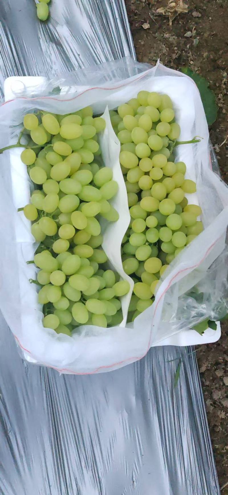 维多利亚葡萄电商货/超市货/精品货
