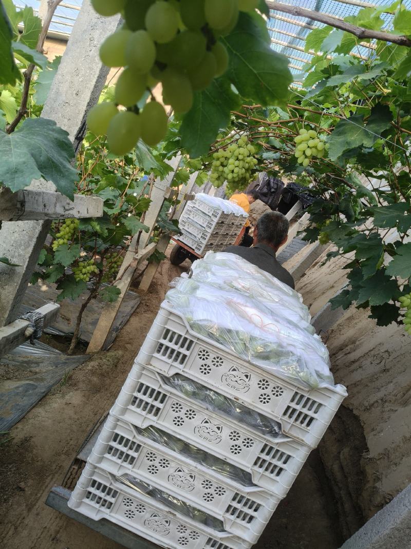 维多利亚葡萄电商货/超市货/精品货