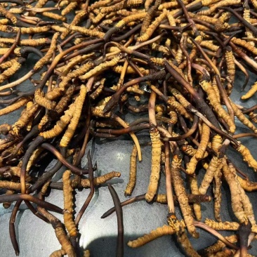 冬虫夏草0.8-1条/g