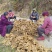小黄姜大小适中，品相价