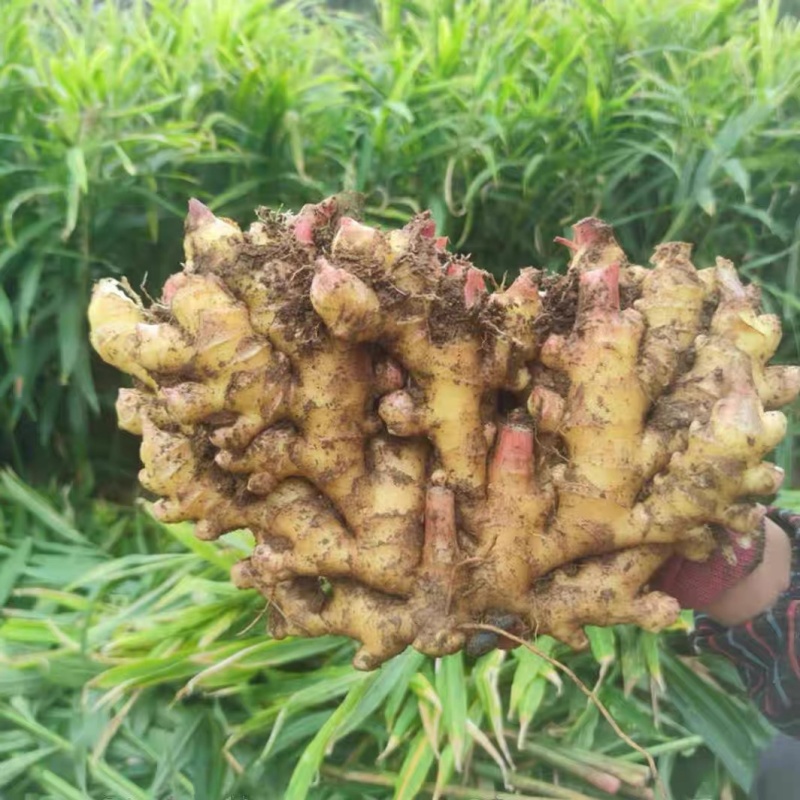 小黄姜大小适中，品相价