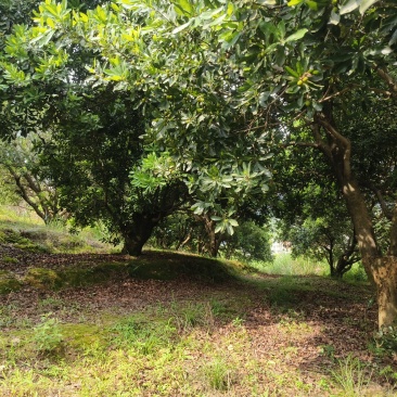 杨梅树树龄约十年，可做风景树
