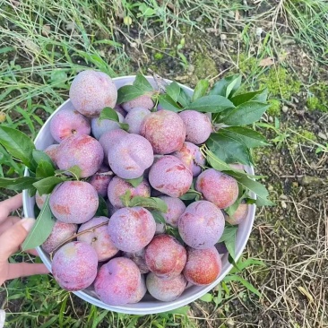 李子红肉李子，中大果