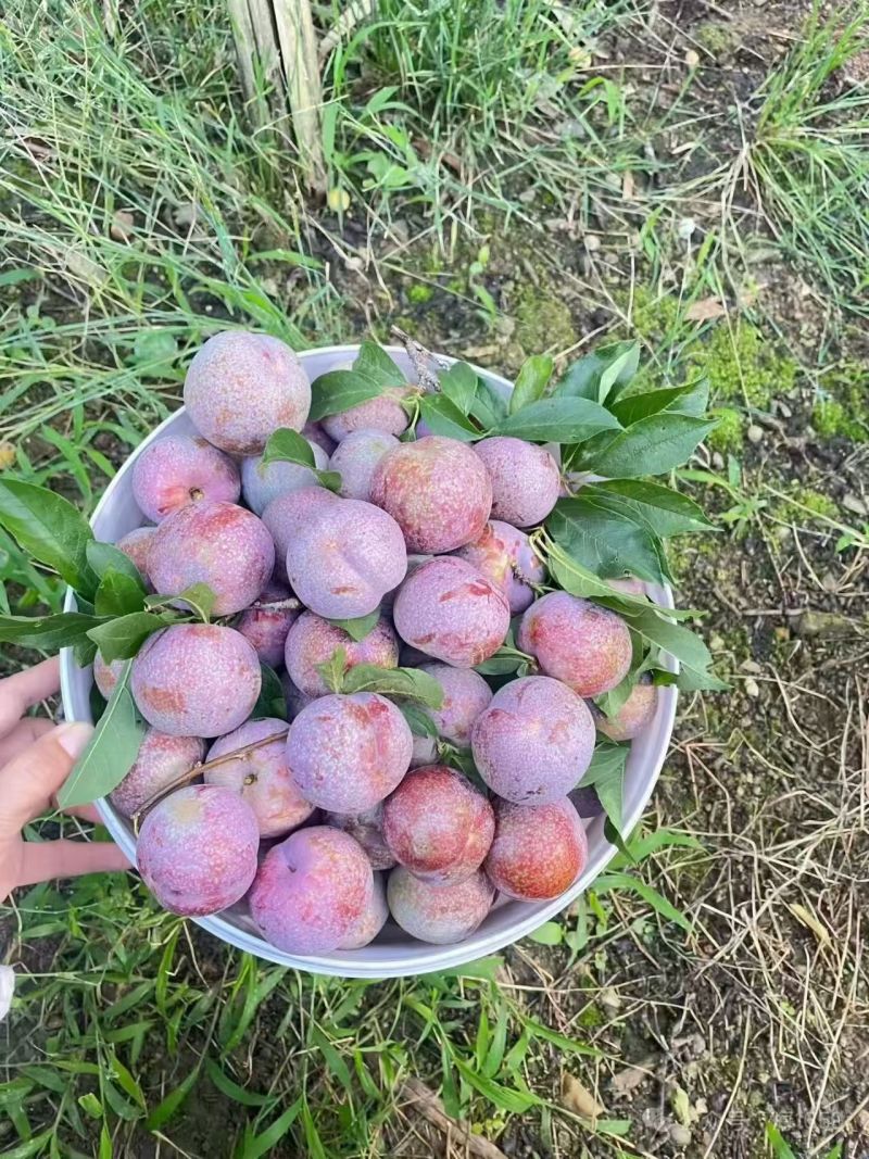 李子红肉李子，中大果