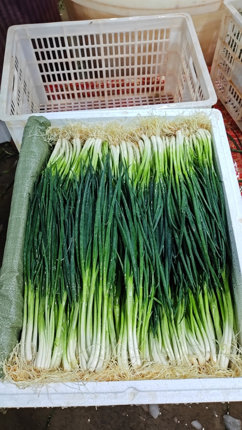 小葱39-44公分带根，泡沫箱装，一件26斤