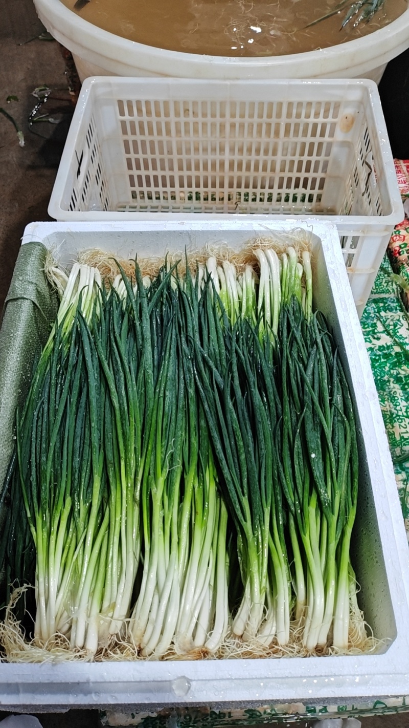 小葱39-44公分带根，泡沫箱装，一件26斤