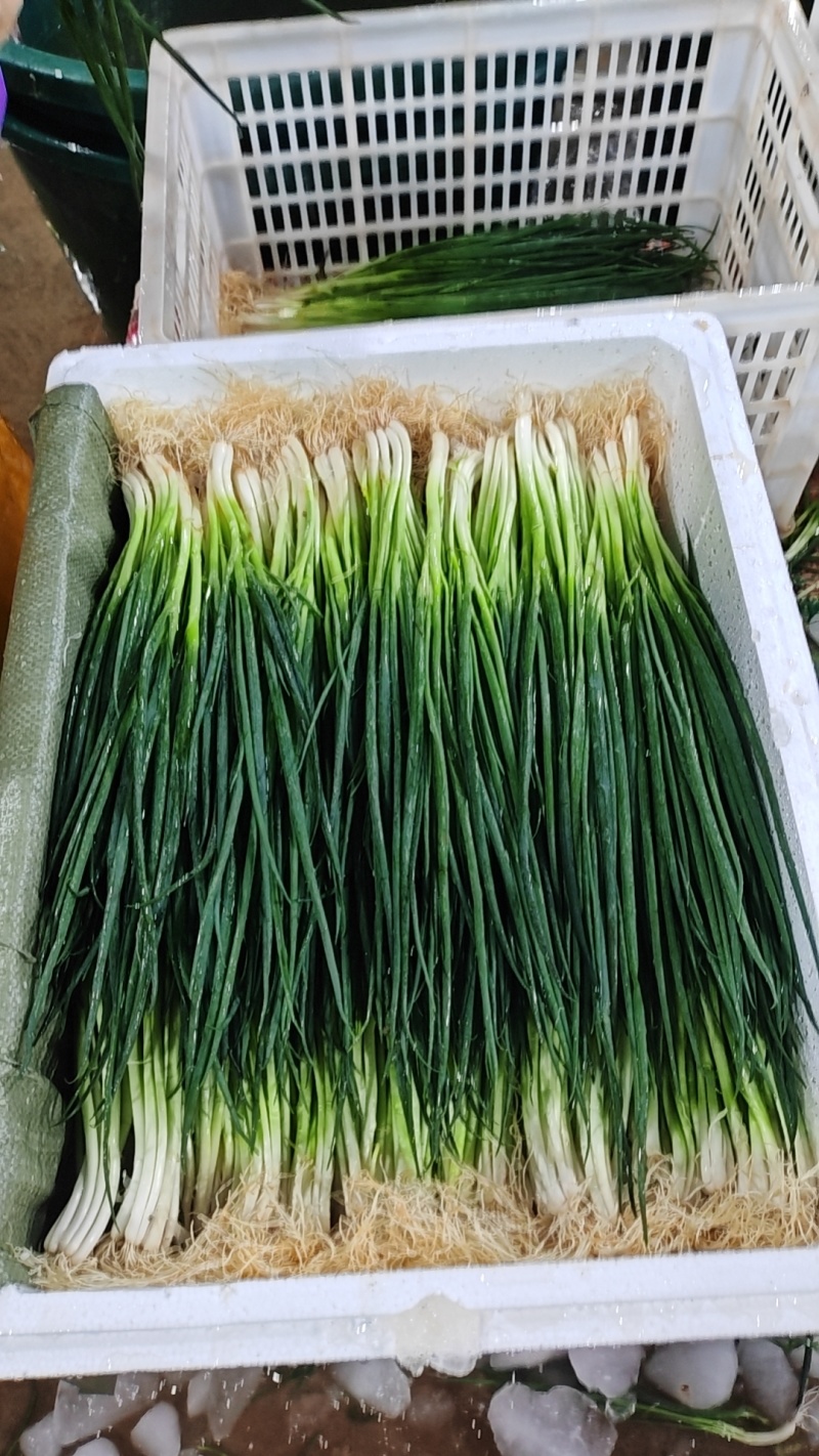 小葱39-44公分带根，泡沫箱装，一件26斤