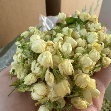 茉莉花茶一级货源