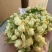 茉莉花茶一级货源
