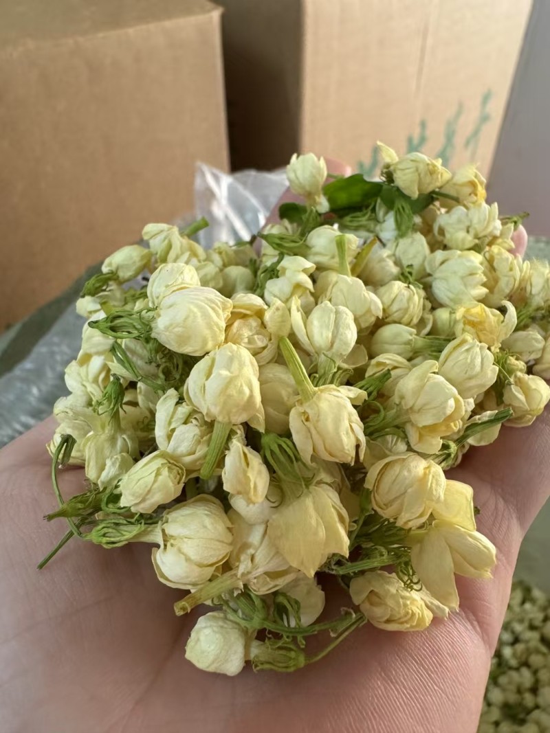 茉莉花茶一级货源