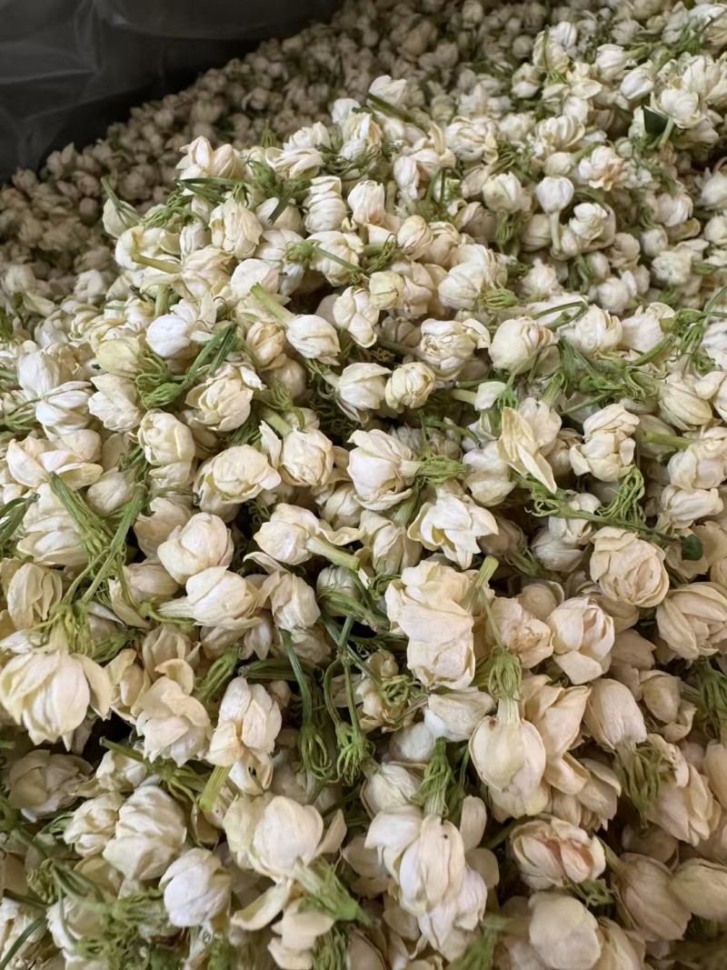茉莉花茶一级货源