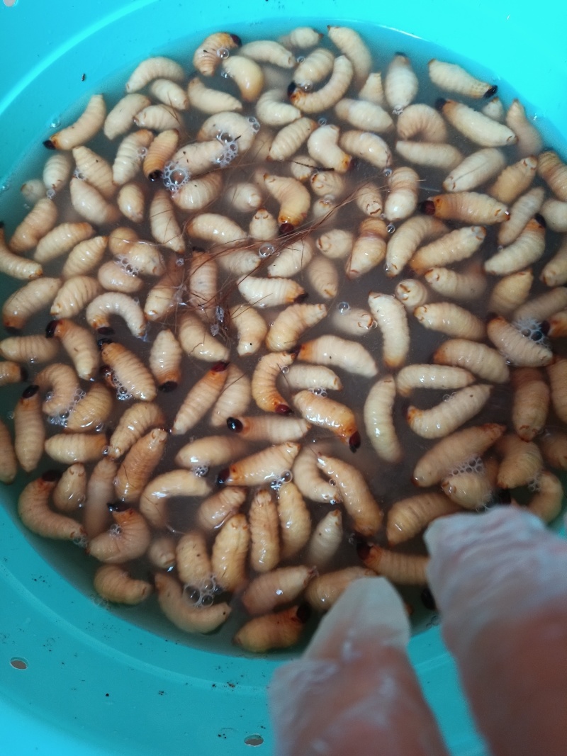 竹虫新鲜活虫，批发价