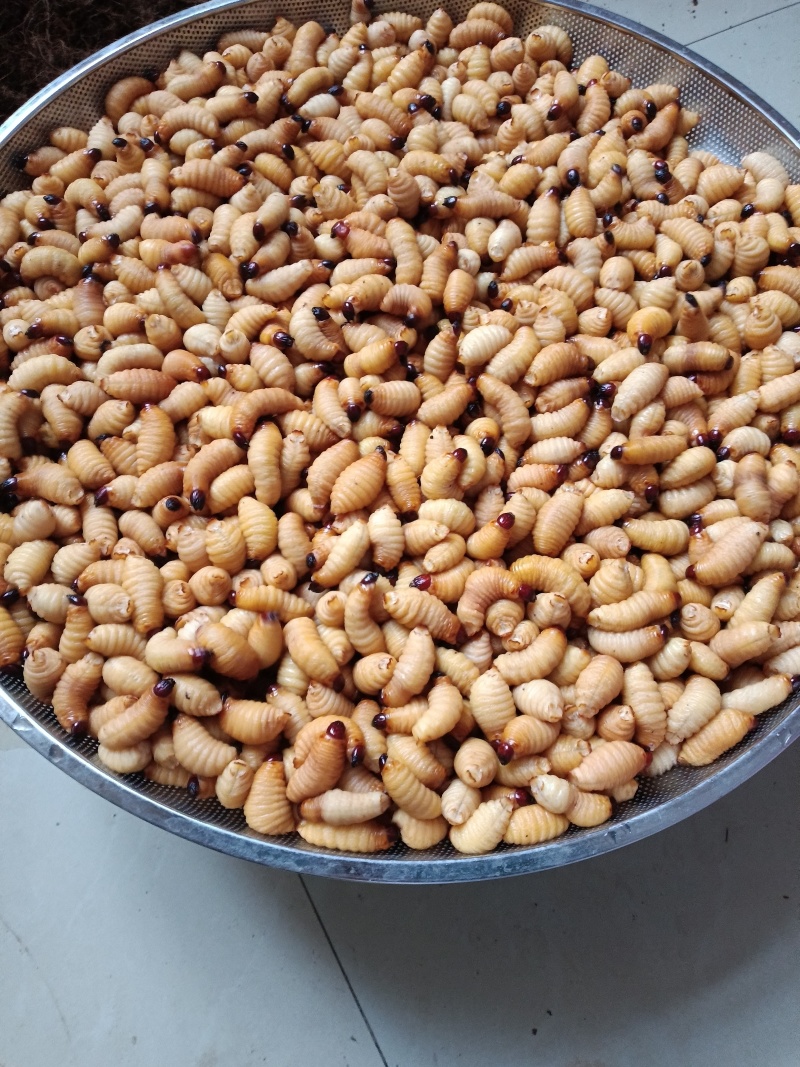 竹虫新鲜活虫，批发价