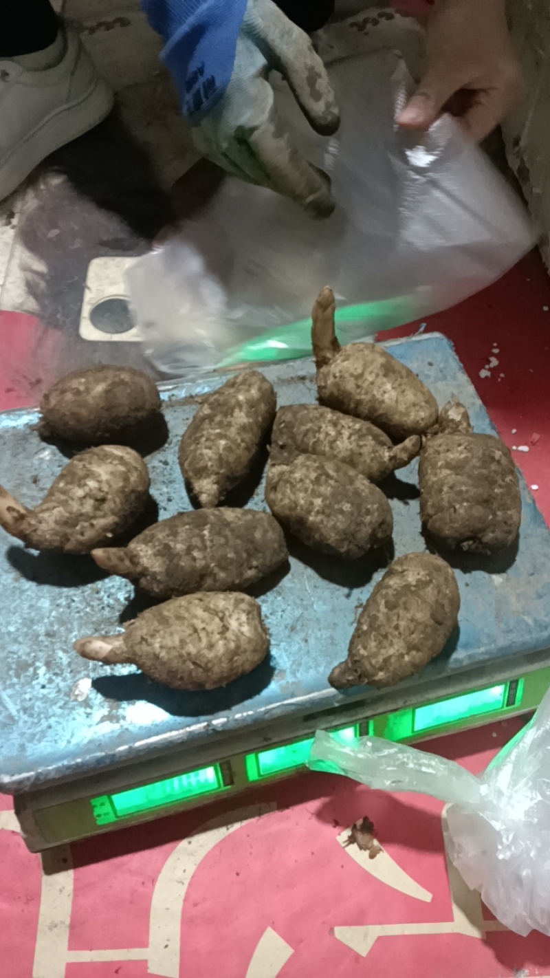 天麻无硫天麻片